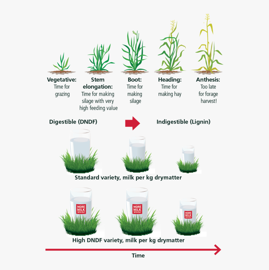 Growing Stages Of Grass, HD Png Download, Free Download