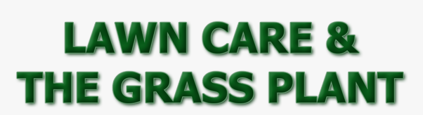 Lawn Care & The Grass Plant - Graphics, HD Png Download, Free Download