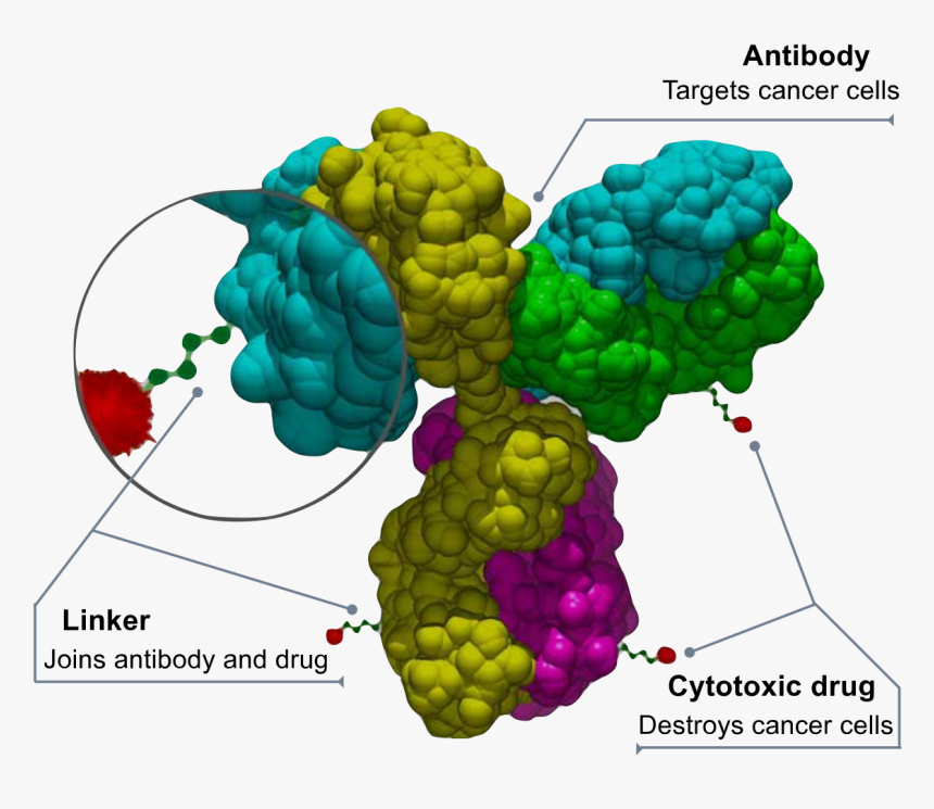 Antibody Drug Conjugate Structure, HD Png Download, Free Download