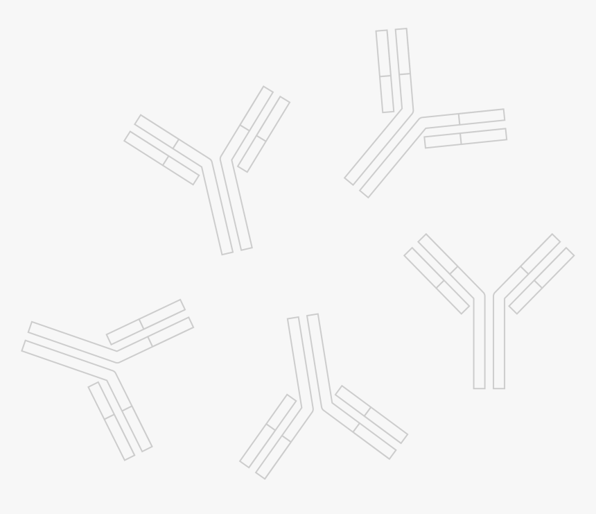 Antibodies Png, Transparent Png, Free Download