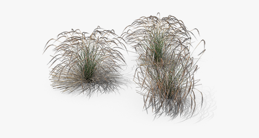 Stipa Png, Transparent Png, Free Download