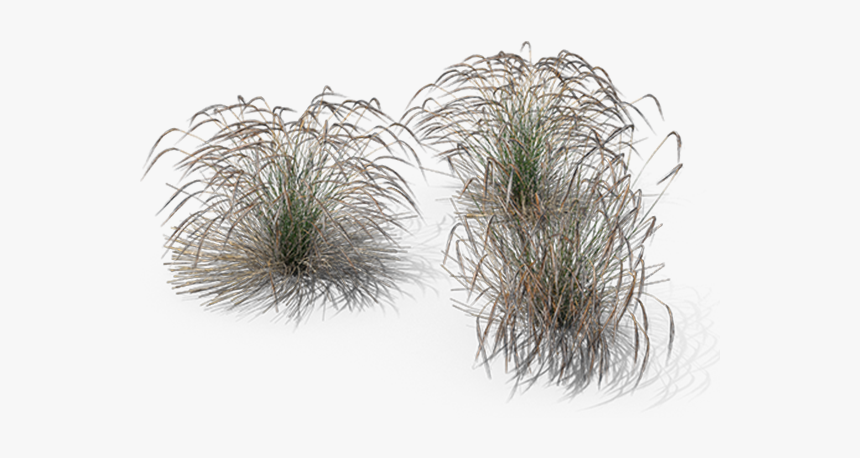 Stipa Png Transparent Png Kindpng