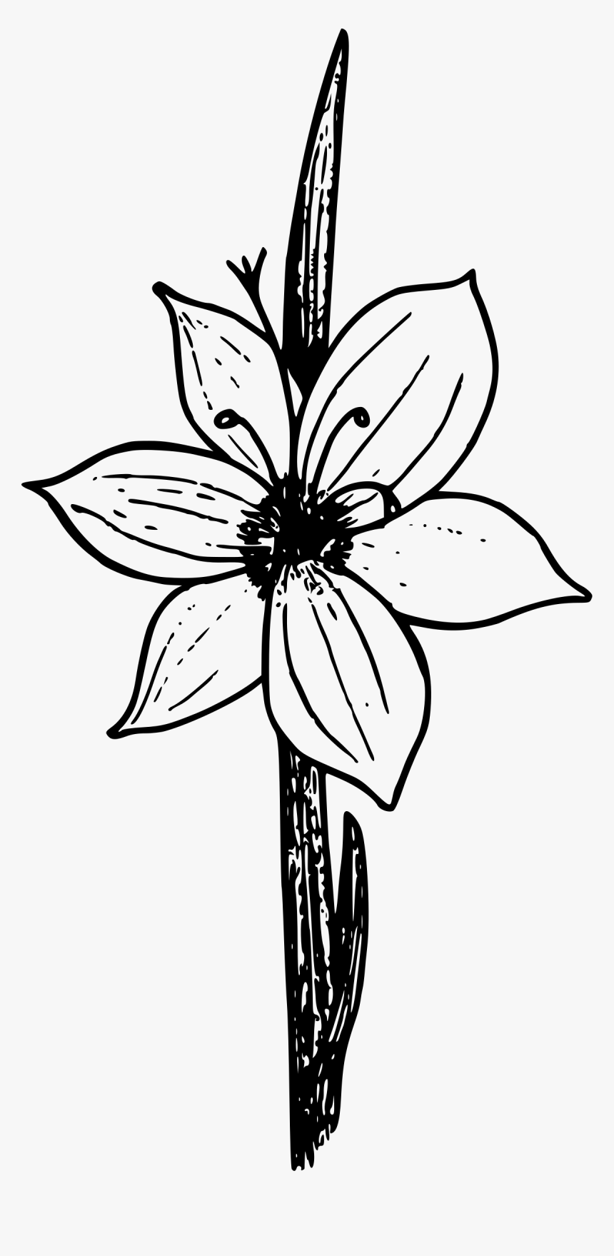 Purple-eyed Grass Clip Arts - Lily, HD Png Download, Free Download
