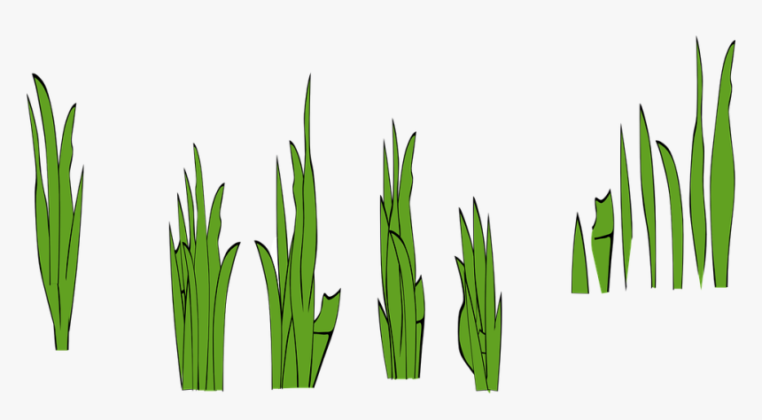 Transparent Rice Clipart Black And White - Grass Clip Art, HD Png Download, Free Download