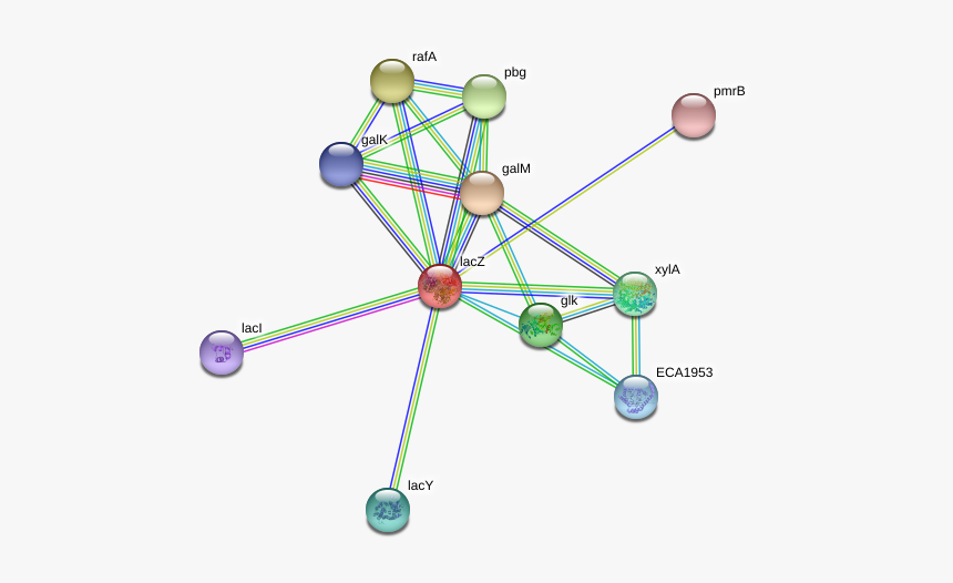 Lacz Protein - Circle, HD Png Download, Free Download