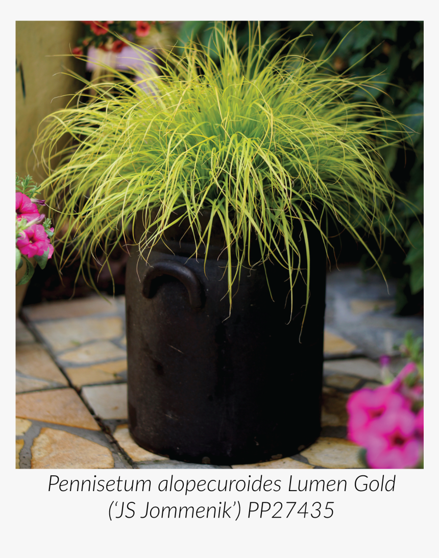 Lumen Gold Pennisetum, HD Png Download, Free Download