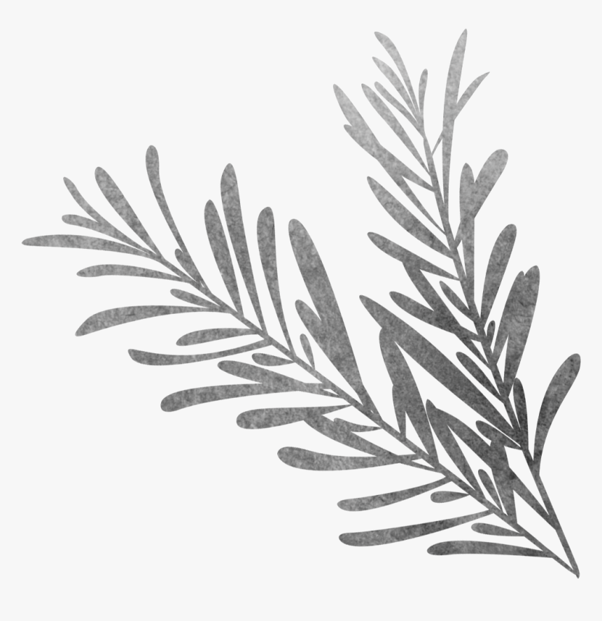 Vector Library Black And White Sketch Biological Grass - Rosemary Black And White Png, Transparent Png, Free Download