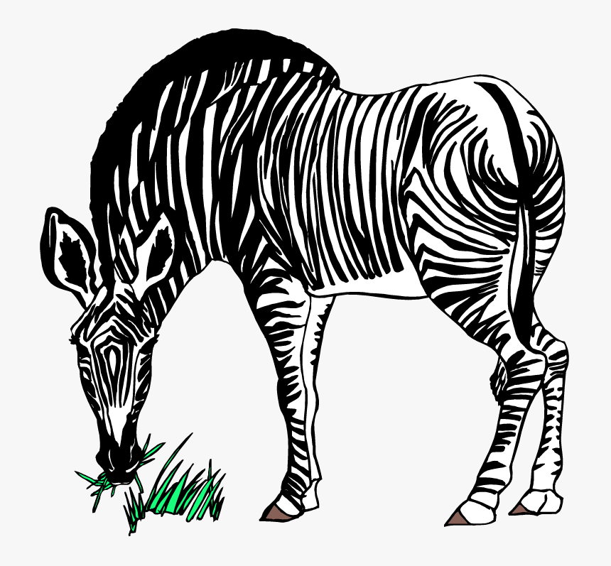Zebra Eating Grass Clipart - Zebra Eating Grass Clipart Black And White, HD Png Download, Free Download
