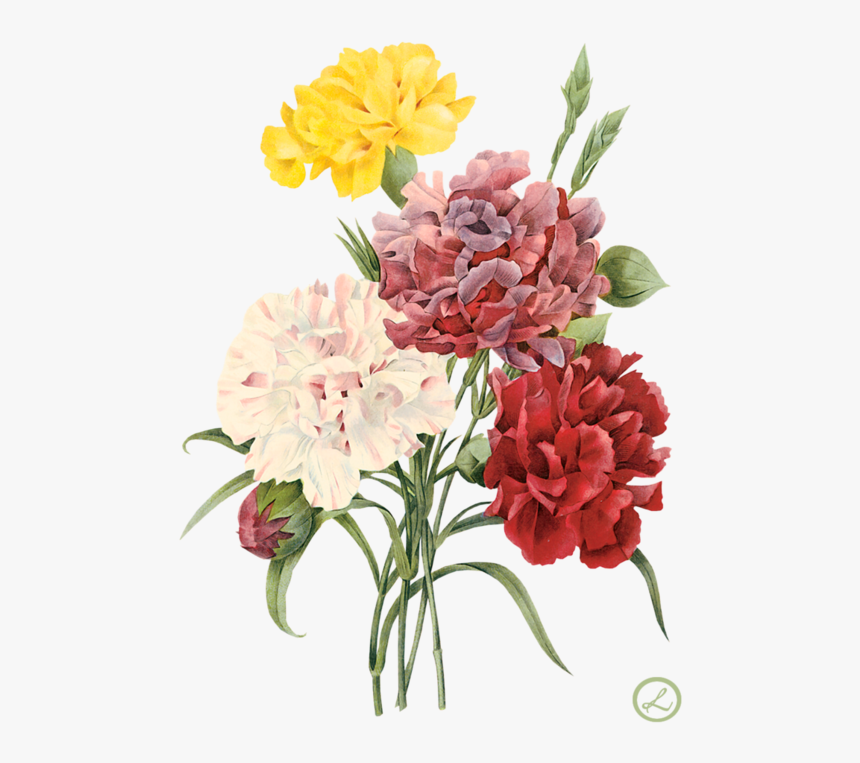 Envelope Drawing Carnation Flower - Red Flowers Illustration Png, Transparent Png, Free Download