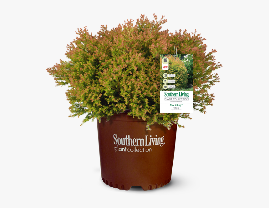 Fire Chief™ Arborvitae"

 
 Data Rimg="lazy"
 Data - Southern Living Magazine, HD Png Download, Free Download