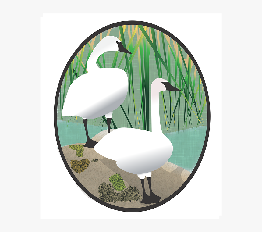 Tundra Swan, HD Png Download, Free Download