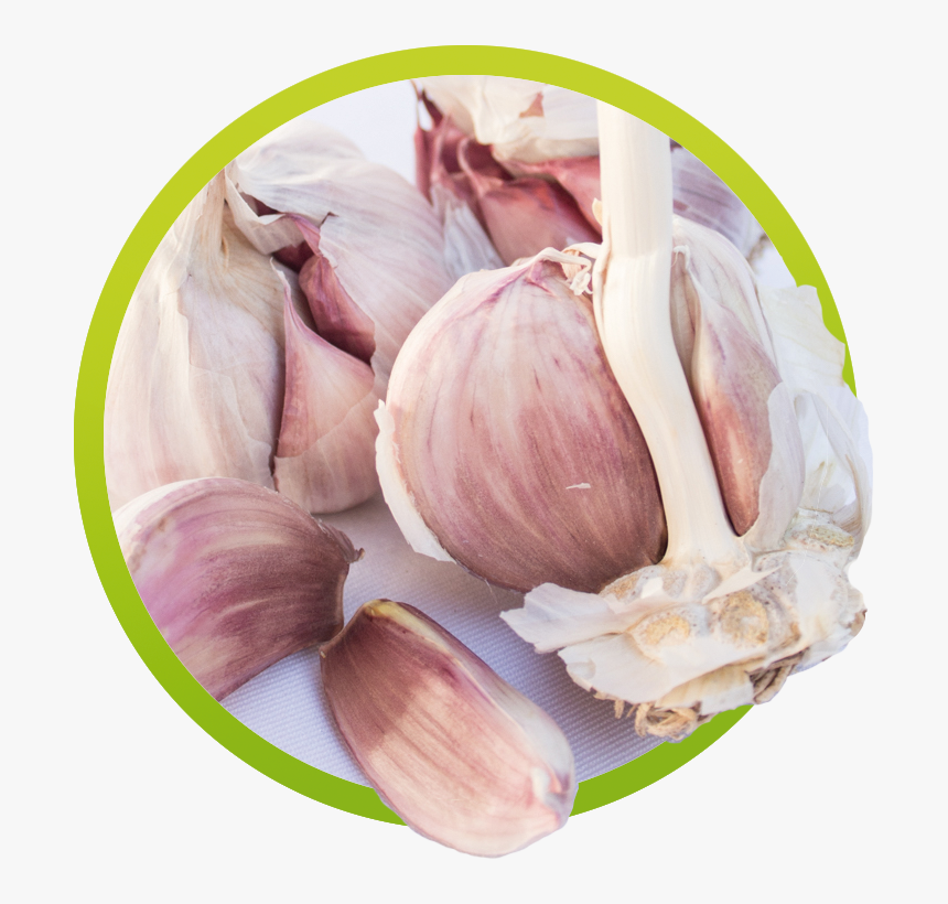 Shallot, HD Png Download, Free Download