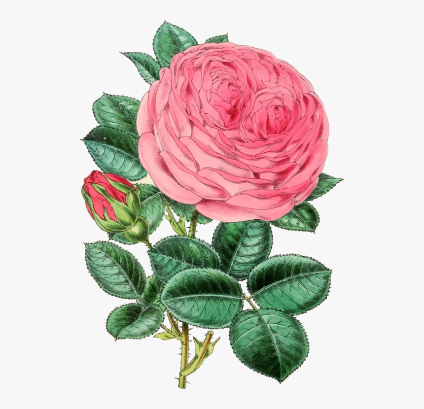 Pink,plant,flower - Rose Illustration Vintage Png, Transparent Png, Free Download