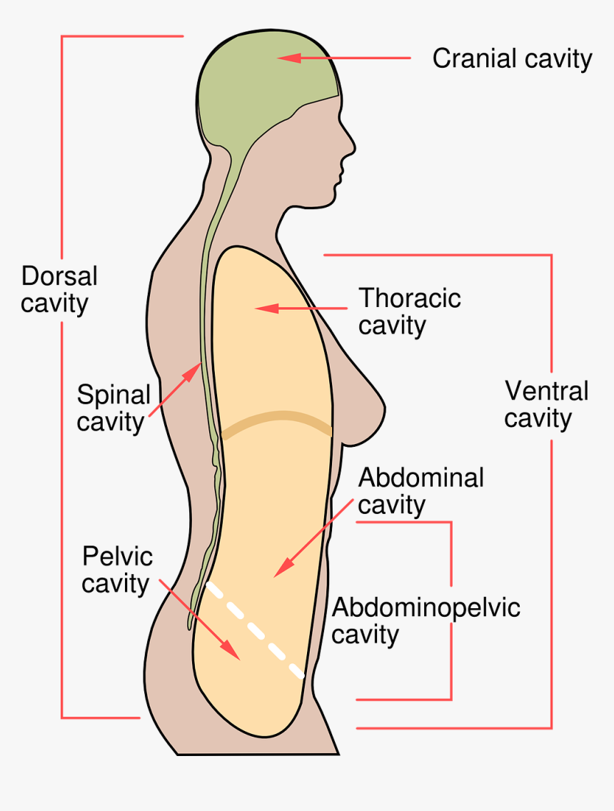 Human Body Diagram Free Photo - Body Cavities, HD Png Download, Free Download