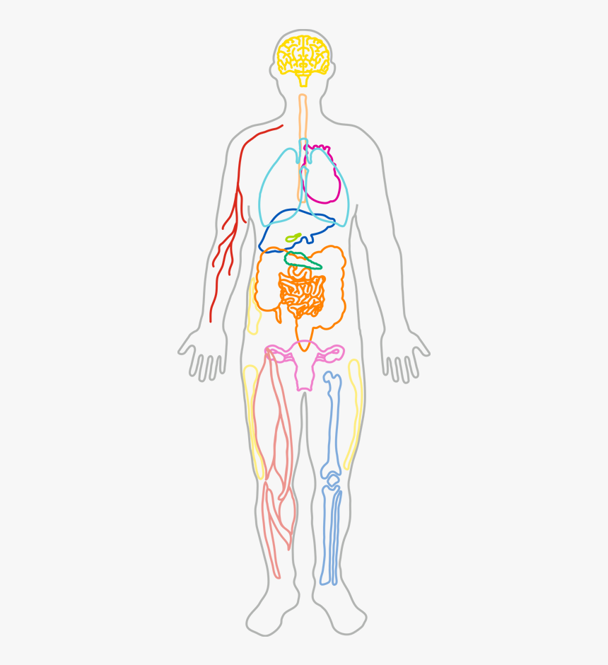 Human Body Outline With Lungs And Brain, HD Png Download, Free Download