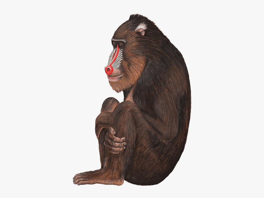 Large Monkey Sticker, Baboon Decal For Jungle Themed - Baboons, HD Png Download, Free Download