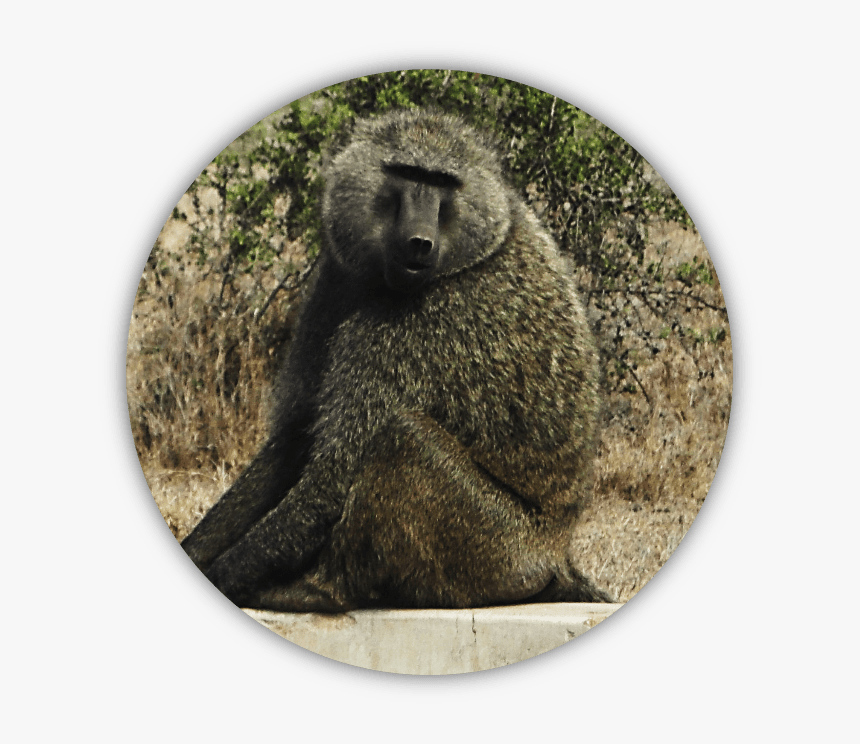 Bab - Baboon, HD Png Download, Free Download
