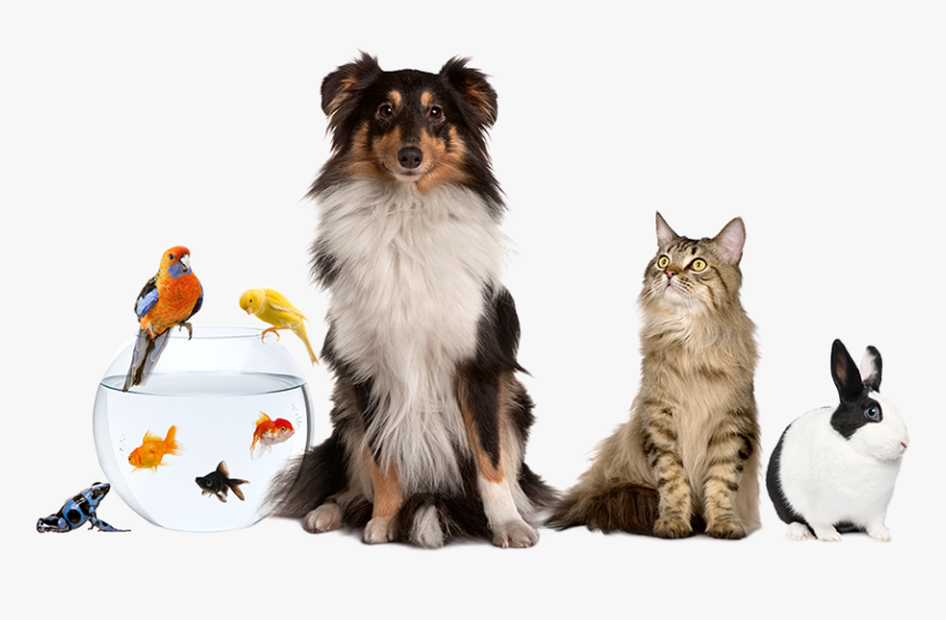 Group Of Cats Dogs Png - Png Download Pet Sitter Png, Transparent Png, Free Download