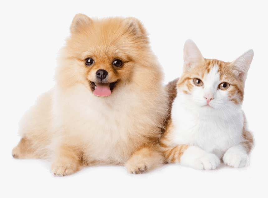 Dog And Cat Resting - Pomeranian Dog And Cat, HD Png Download, Free Download