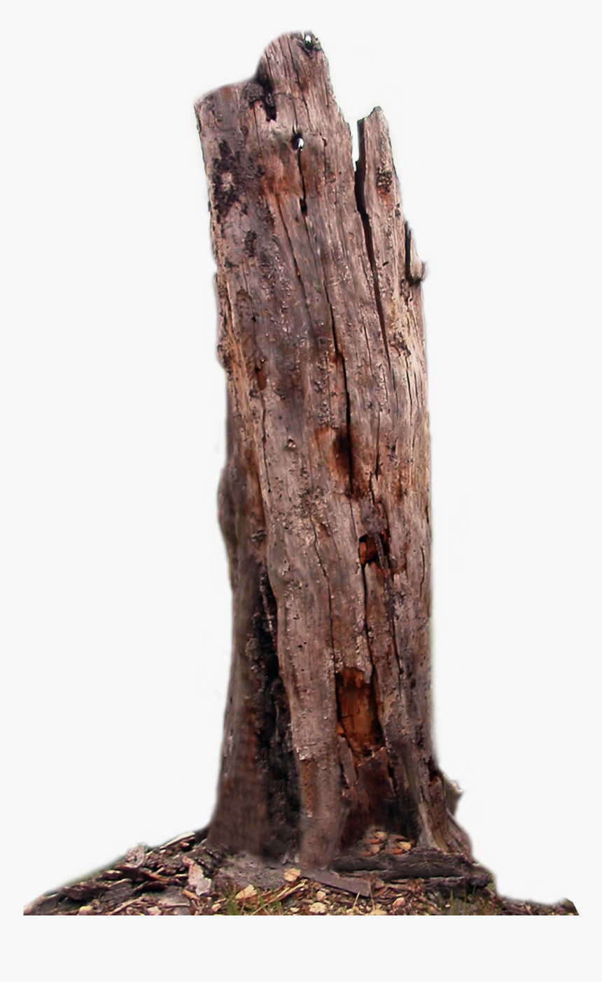 Tree Trunk Dead Tree Png Lubman - Transparent Background Tree Trunk Png, Png Download, Free Download