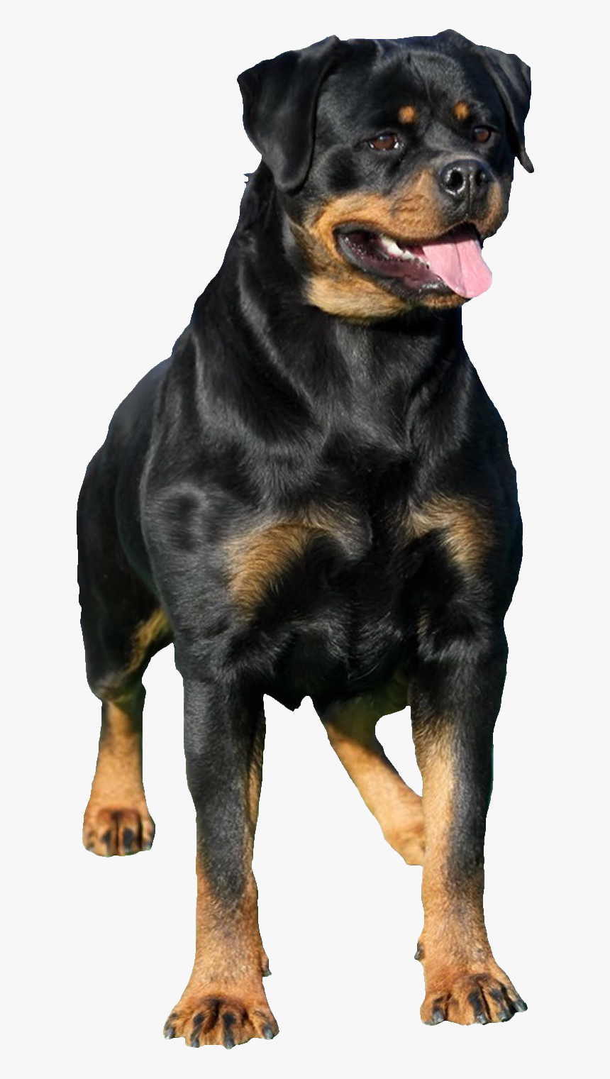 Rottweiler - Rottweiler Dog Png, Transparent Png, Free Download