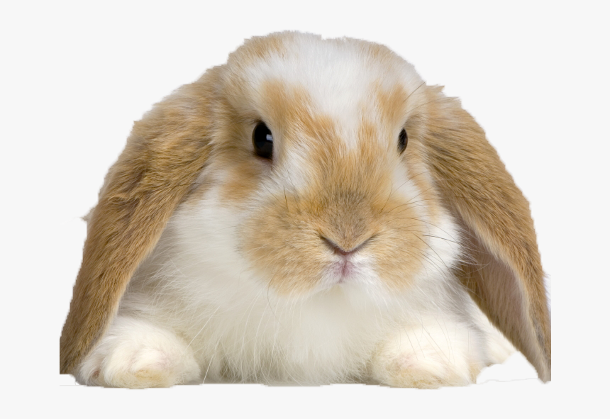 Buy Rabbit , Png Download - Rabbit Buy, Transparent Png, Free Download