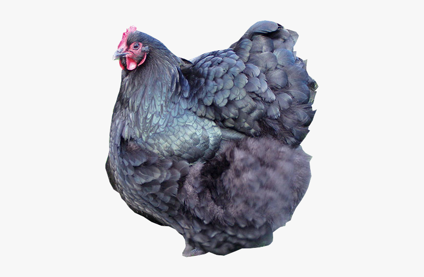 Breeds Of Chickens, HD Png Download, Free Download