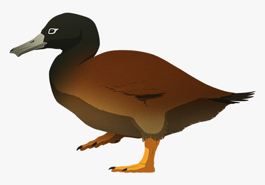 Island Weirdness - Duck, HD Png Download, Free Download