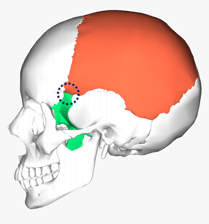 Diagram Bones Of The Skull, HD Png Download, Free Download