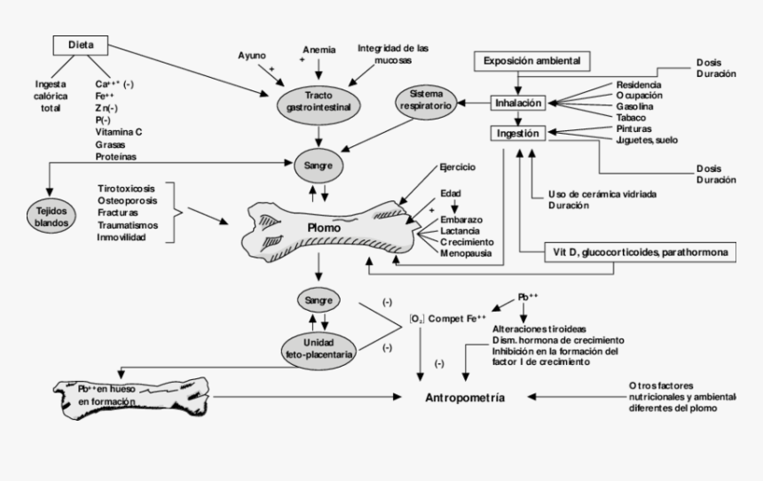 Diagram, HD Png Download, Free Download