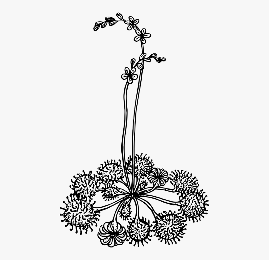 Line Art,plant,flora - Portable Network Graphics, HD Png Download, Free Download