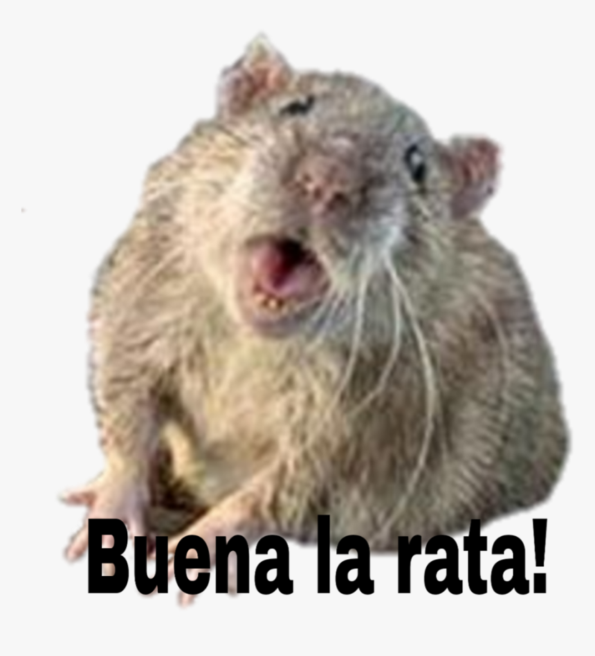 #rata - Funny Baltimore Rat Memes, HD Png Download, Free Download