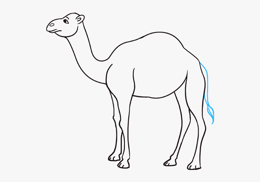 How To Draw Camel - Simple Easy Camel Drawing, HD Png Download, Free Download