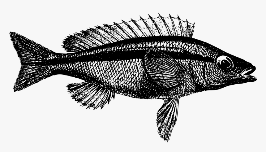 Perch,tilapia,marine Biology - Рыба Текст, HD Png Download, Free Download