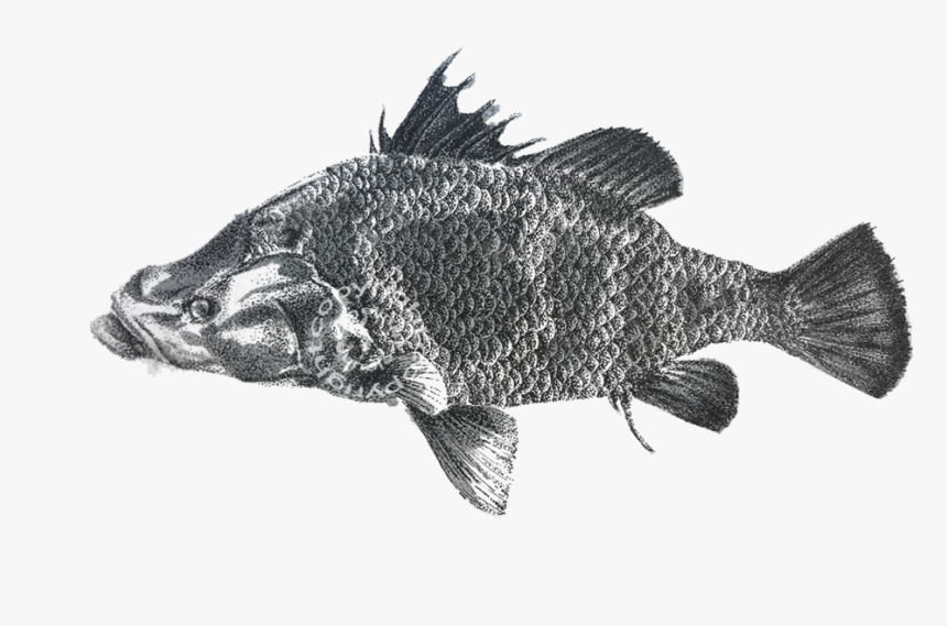 Img 2550filigrane - Carp, HD Png Download, Free Download