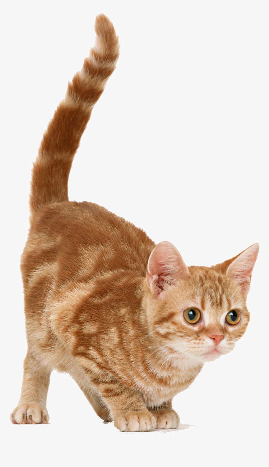 Cat Kitten Mouse Dog - Cat Picture Transparent Background, HD Png Download, Free Download