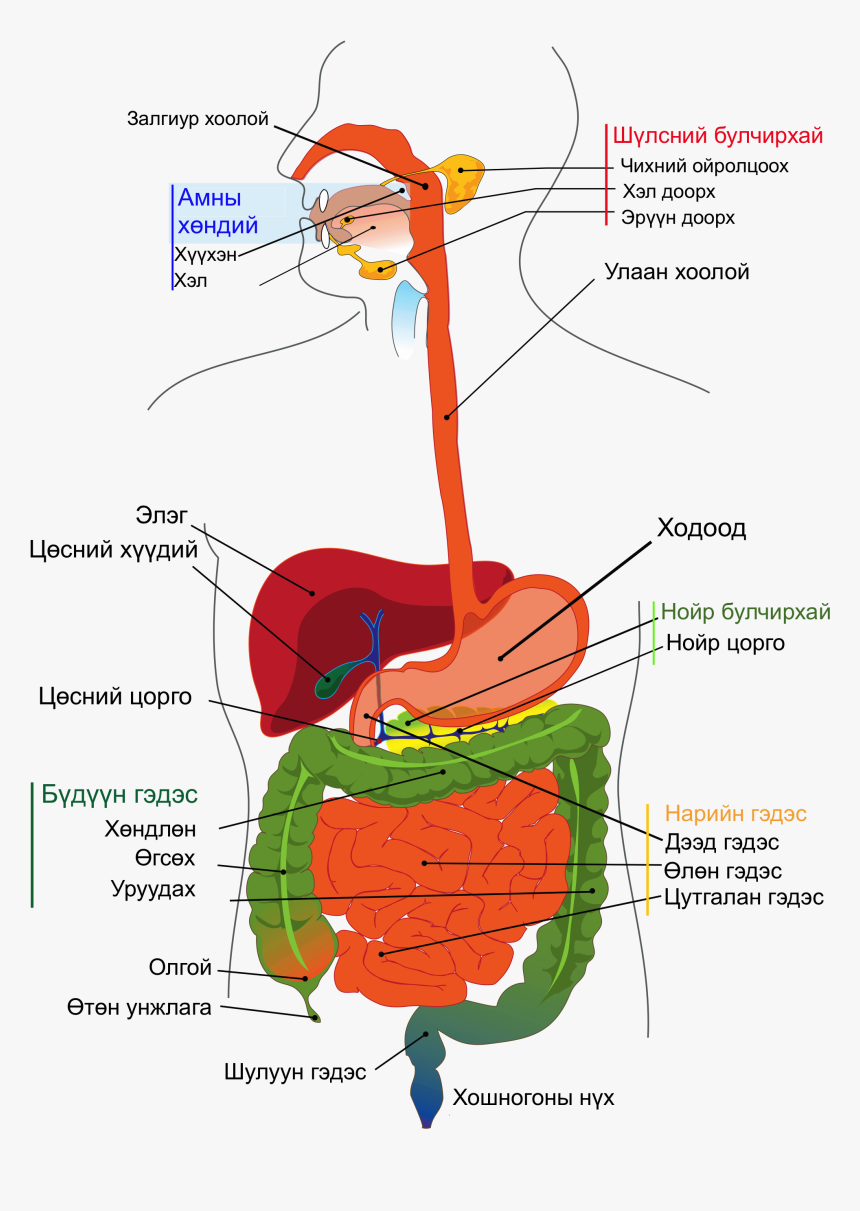 Digestive System Diagram Labelled, HD Png Download, Free Download