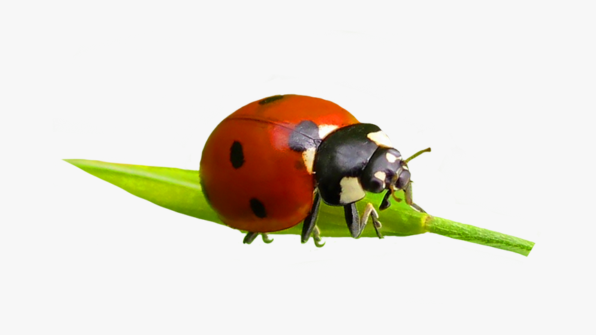 Ladybug Clipart - Ladybug, HD Png Download, Free Download