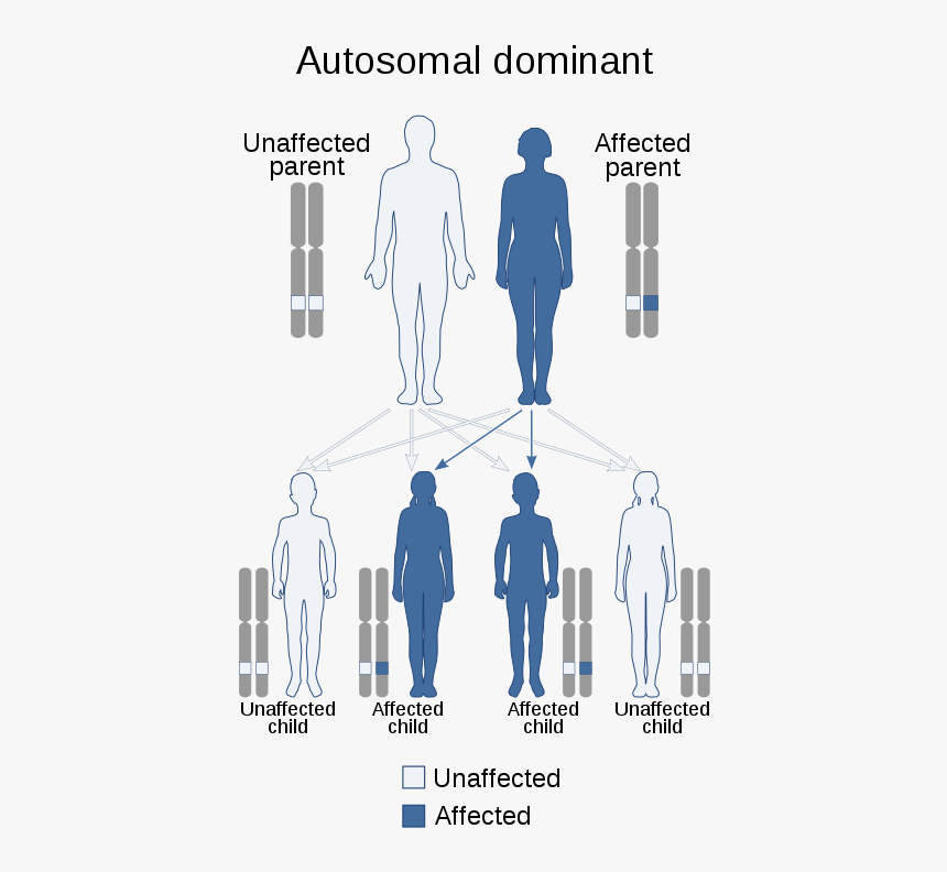 X Linked Dominant, HD Png Download, Free Download