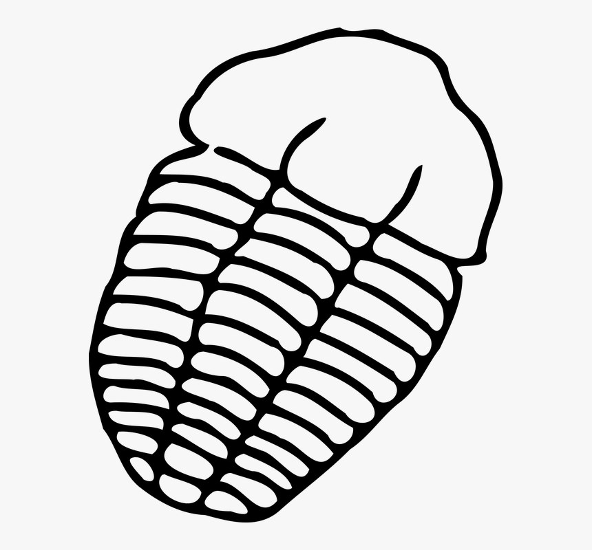 Fossils Easy To Draw, HD Png Download, Free Download