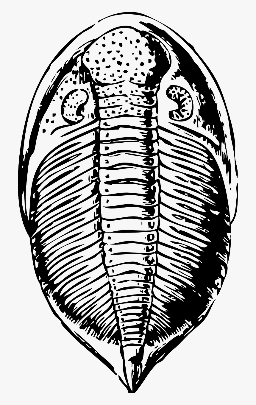 Trilobite Fossil Animal Free Photo - Trilobite Clipart, HD Png Download, Free Download