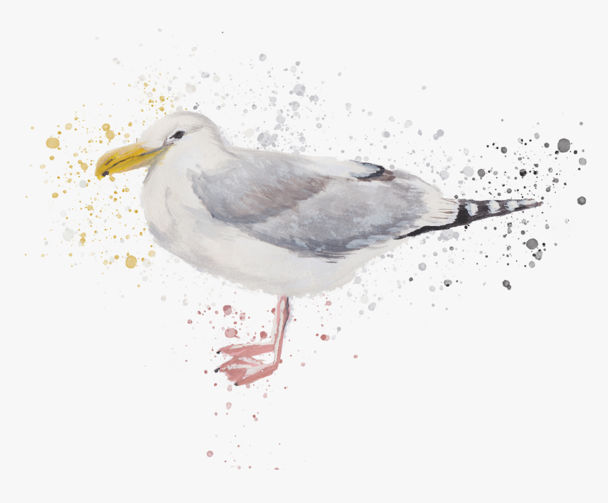 Southport Travel Zine - Great Black-backed Gull, HD Png Download, Free Download