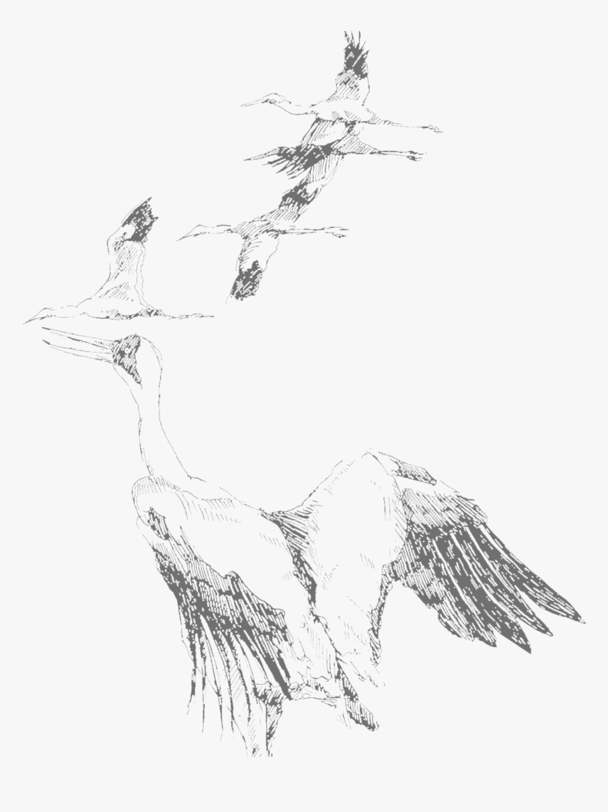 Geese Copy - Sketch, HD Png Download, Free Download