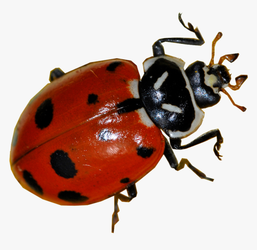 Transparent Ladybug Real - Real Ladybug, HD Png Download, Free Download