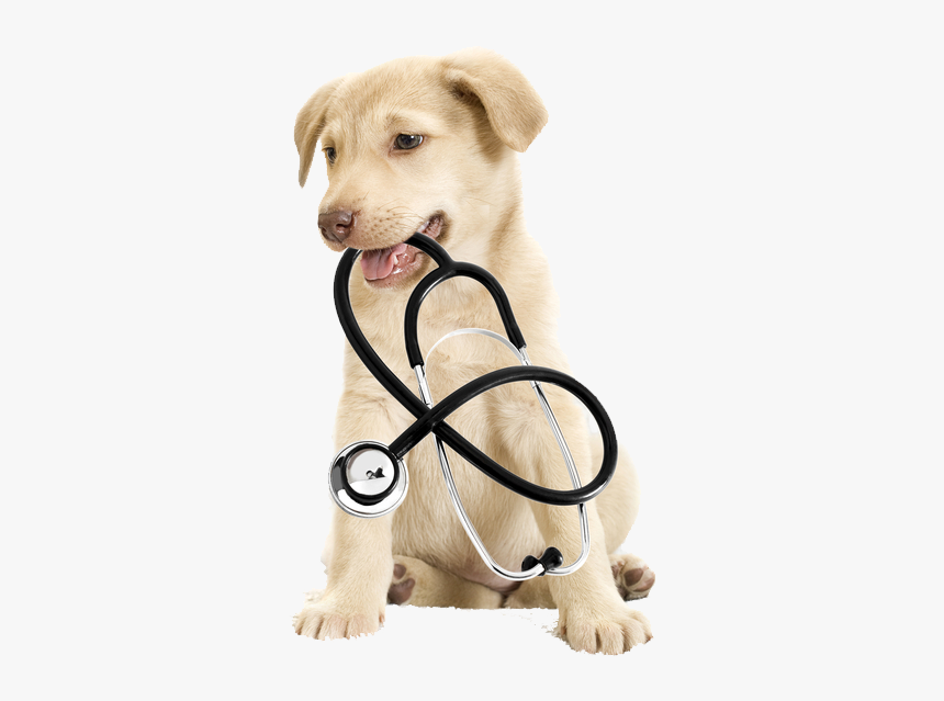 Puppy With A Stethoscope Transparent, HD Png Download, Free Download