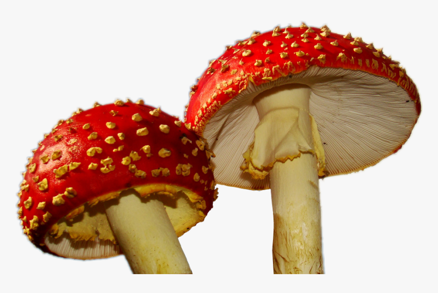 #mushroom #mushrooms #1up #1upキノコ #ftestickers#fungi - Herfstfoto's, HD Png Download, Free Download