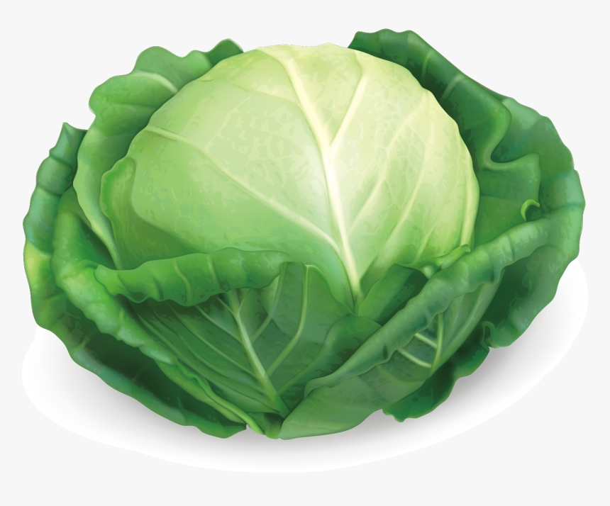 Red Cabbage Savoy Cabbage Chinese Cabbage - Transparent Cabbage Clipart, HD Png Download, Free Download