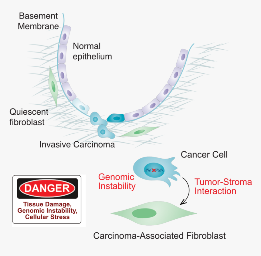 Examples Of Damage Or Danger Signals In Cancer That, HD Png Download, Free Download