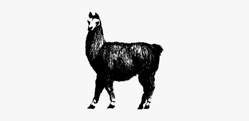 Alpaca With No Background, HD Png Download, Free Download