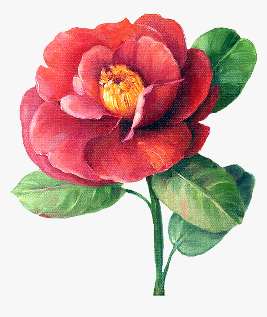 Red Camellia Flower Watercolor, HD Png Download, Free Download